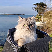 Bernadette a rejoint le concours — aidez-le/la à gagner de superbes lots ! cat, fluffy_cat, pet_carrier, green_eyes, outdoor, lake, water, boat, trees, sky, nature, animal, fur, travel, sunlight, daylight, wildlife, pets, scenery, peaceful