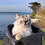cat, fluffy_cat, pet_carrier, green_eyes, outdoor, lake, water, boat, trees, sky, nature, animal, fur, travel, sunlight, daylight, wildlife, pets, scenery, peaceful