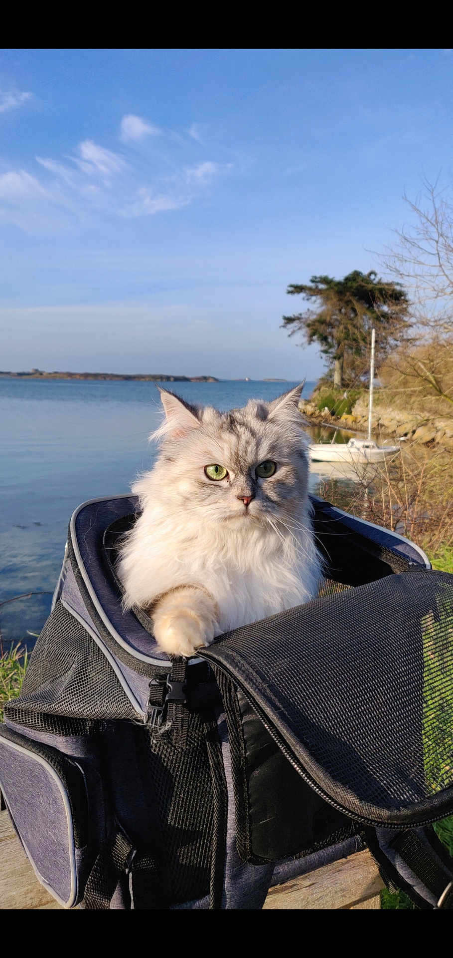 Bernadette a rejoint le concours — aidez-le/la à gagner de superbes lots ! cat, fluffy_cat, pet_carrier, green_eyes, outdoor, lake, water, boat, trees, sky, nature, animal, fur, travel, sunlight, daylight, wildlife, pets, scenery, peaceful