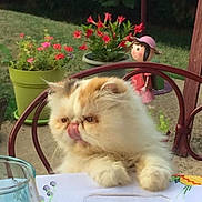 Hevoline a rejoint le concours — aidez-le/la à gagner de superbes lots ! animal_portrait, cat, chair, curious, cute_animal, daylight, decor, flowers, fluffy_cat, food, garden, glass, greenery, nature, outdoor, pet, potted_plants, relaxing, table, tongue_out