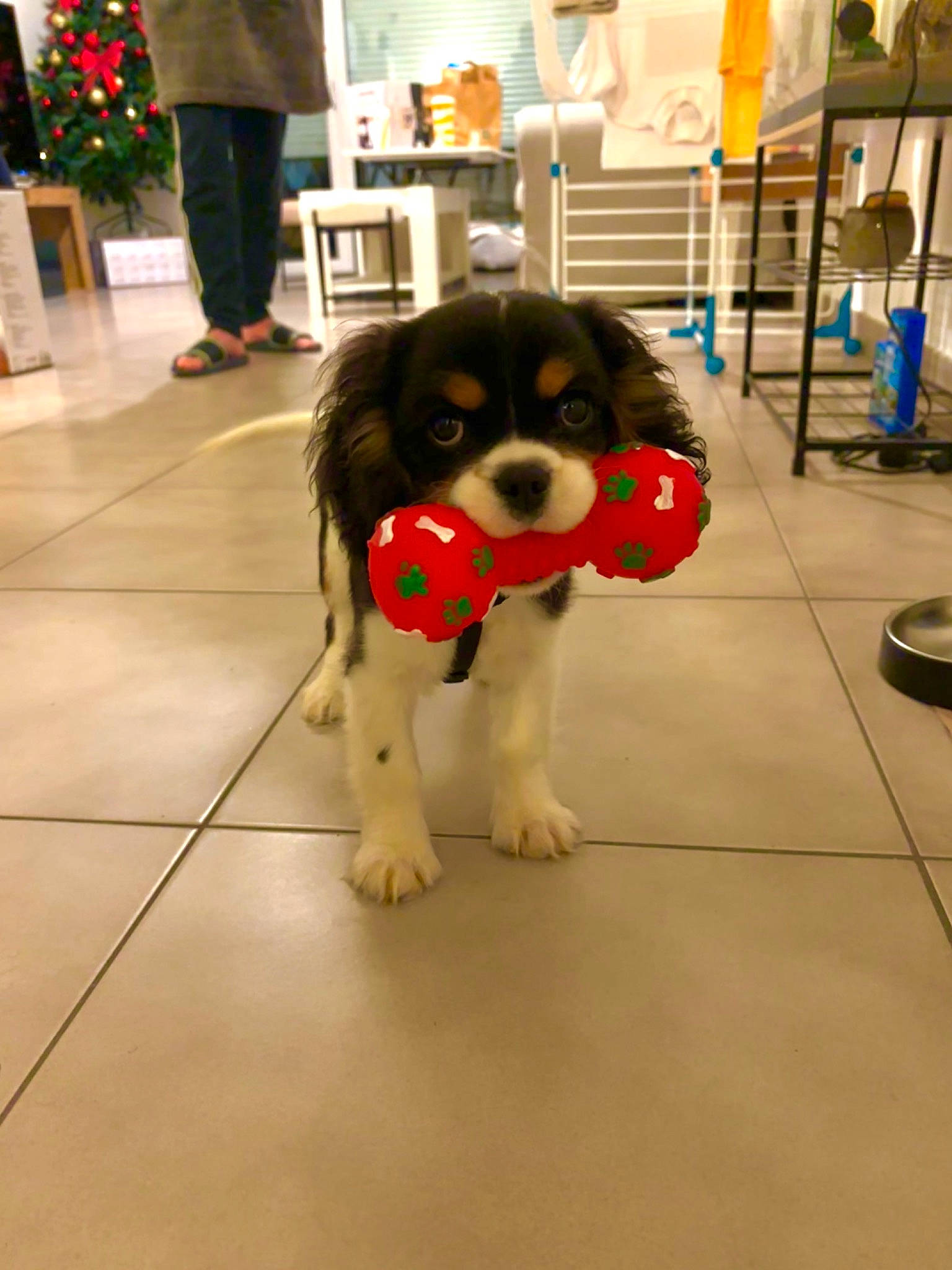 Uno participe au concours pour gagner de l'argent avec cette photo : canidae, carnivore, chair, collar, companion_dog, dog, dog_breed, dog_supply, event, floor, flooring, fur, leash, shelf, snout, spaniel, sporting_group, toy_dog, working_animal, working_dog