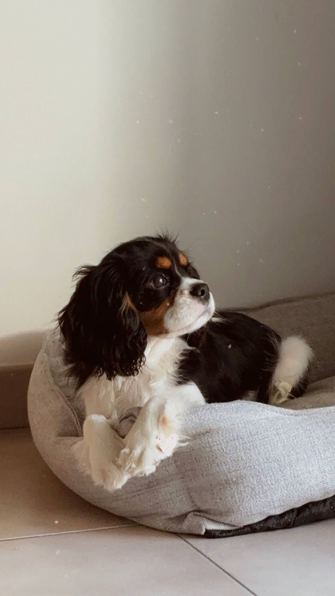 Uno a rejoint le concours — aidez-le/la à gagner de superbes lots ! bored, canidae, carnivore, cavalier_king_charles_spaniel, comfort, companion_dog, dog, dog_breed, fur, gun_dog, king_charles_spaniel, liver, snout, spaniel, sporting_group, toy_dog, working_animal, working_dog