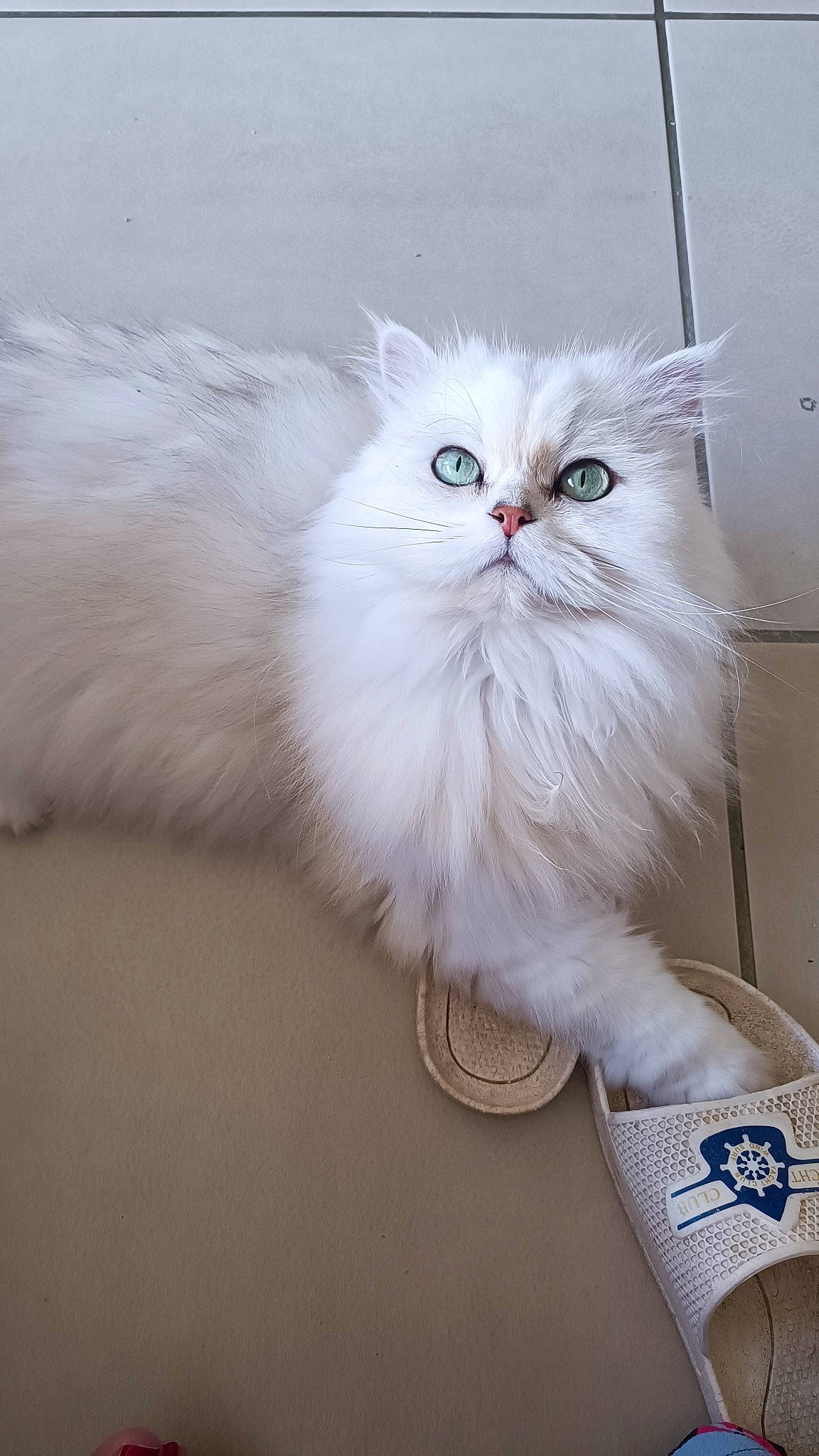 Jazz a rejoint le concours — aidez-le/la à gagner de superbes lots ! british_longhair, carnivore, cat, claw, fawn, felidae, fur, logo, paw, persian, small_to_medium_sized_cats, snout, tail, whiskers