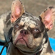 Sky is registered to the contest to win money with this photo: dog, french_bulldog, blue_eyes, close_up, pet, animal, ears, fur, portrait, outdoor, leash, curious, expression, canine, mammal, sitting, looking_up, daylight, background_blur, companion