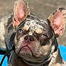 dog, french_bulldog, blue_eyes, close_up, pet, animal, ears, fur, portrait, outdoor, leash, curious, expression, canine, mammal, sitting, looking_up, daylight, background_blur, companion