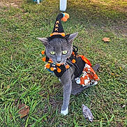 Wheels is registered to the contest to win money with this photo: cat, gray_cat, costume, halloween, witch_hat, outdoor, grass, green_eyes, pet, animal, fall, leaf, skirt, black, orange, curious, cute, festive, small, young_cat