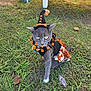 cat, gray_cat, costume, halloween, witch_hat, outdoor, grass, green_eyes, pet, animal, fall, leaf, skirt, black, orange, curious, cute, festive, small, young_cat