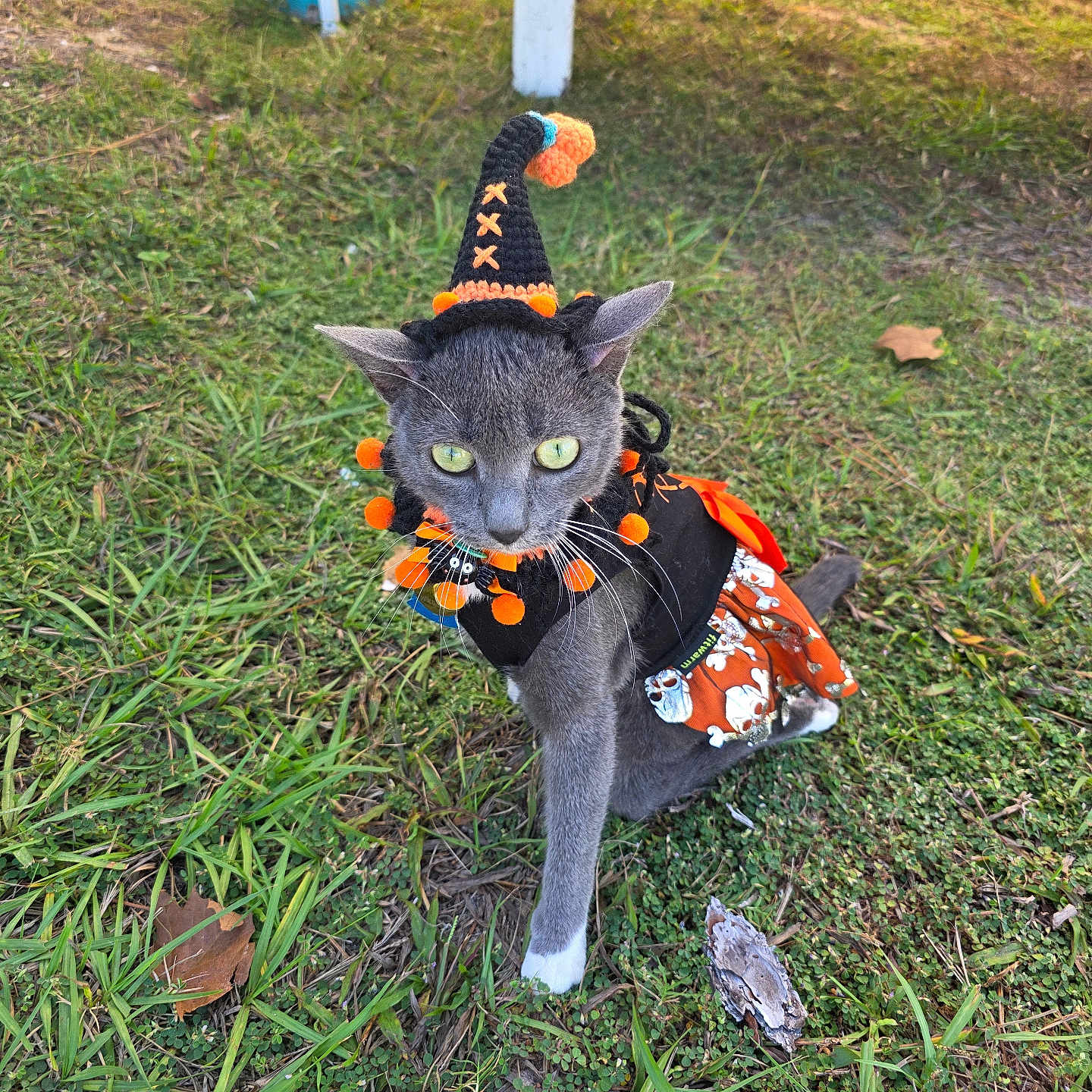 Wheels is registered to the contest to win money with this photo: animal, black, cat, costume, curious, cute, fall, festive, grass, gray_cat, green_eyes, halloween, leaf, orange, outdoor, pet, skirt, small, witch_hat, young_cat