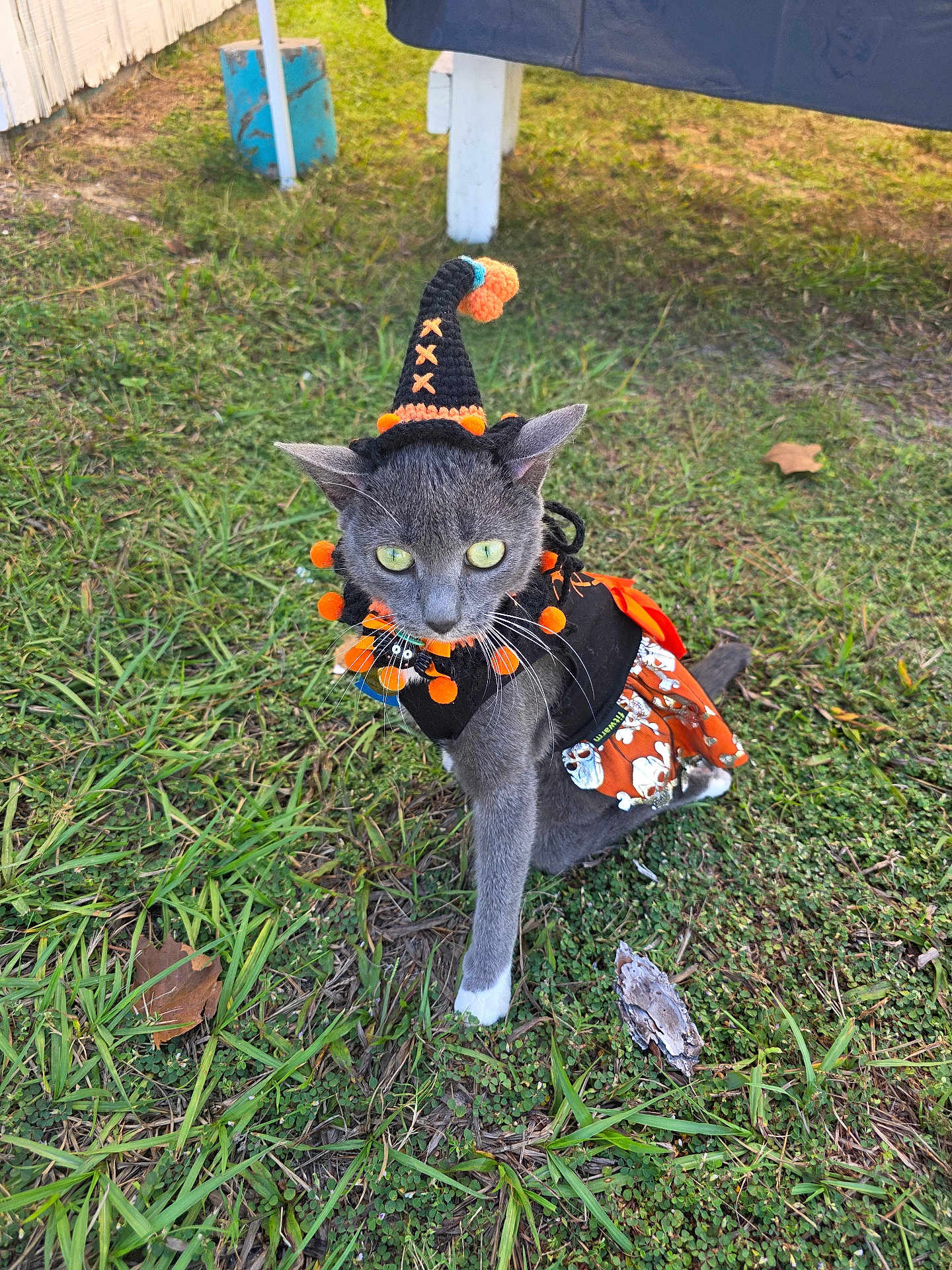 Wheels is registered to the contest to win money with this photo: cat, gray_cat, costume, halloween, witch_hat, outdoor, grass, green_eyes, pet, animal, fall, leaf, skirt, black, orange, curious, cute, festive, small, young_cat