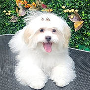 Chispita joined the competition — help win amazing prizes! dog, puppy, white_dog, fluffy, bow, tongue_out, pet, groomed, green_wall, foliage, artificial_plants, smiling, portrait, close_up, paws, sitting, grooming_table, cute, black_nose, dark_eyes