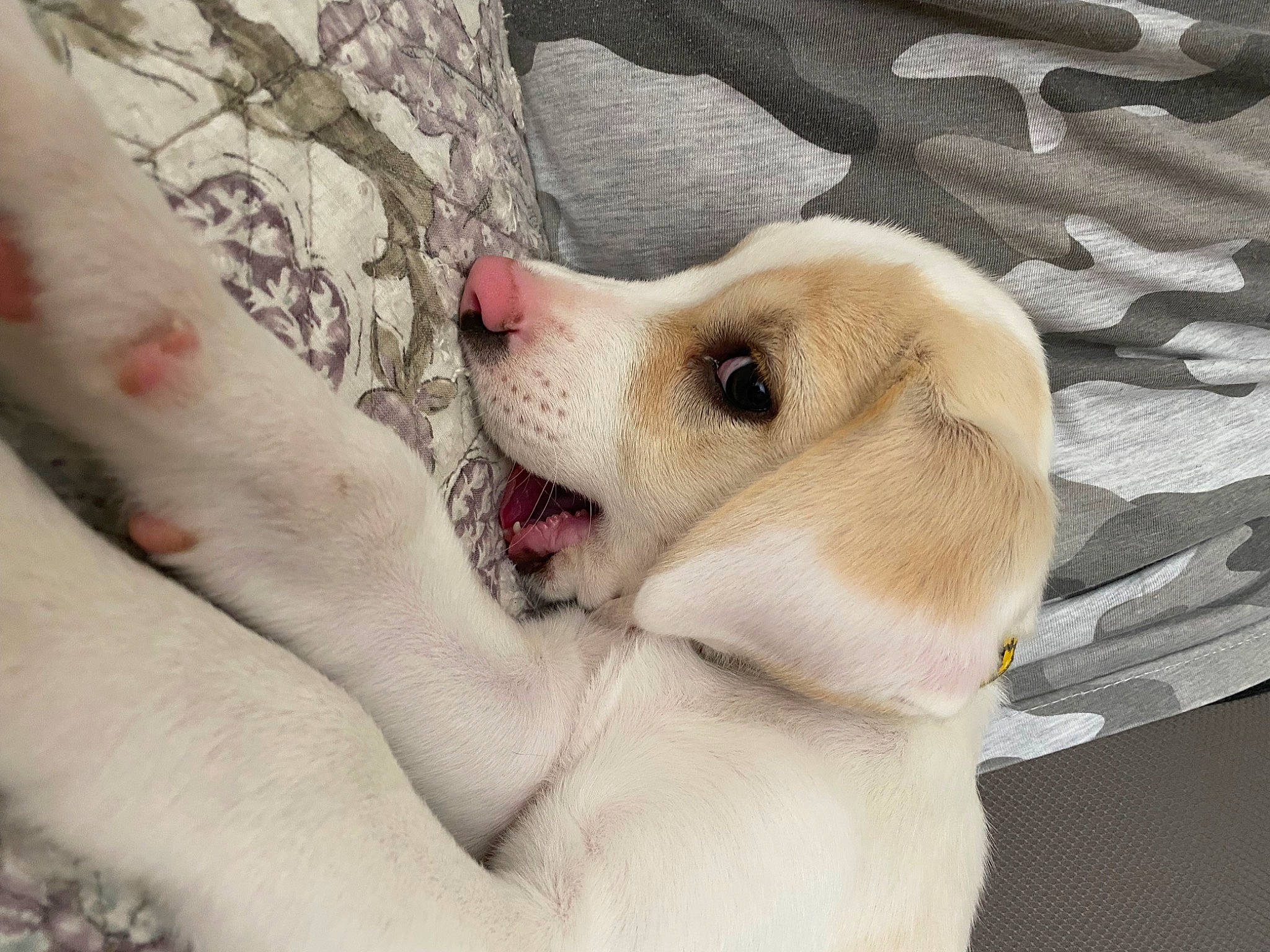 Millie joined the competition — help win amazing prizes! canidae, carnivore, collar, comfort, companion_dog, couch, dog, dog_breed, dog_collar, dog_supply, fawn, fur, happy, linens, paw, retriever, snout, sporting_group, whiskers, working_animal