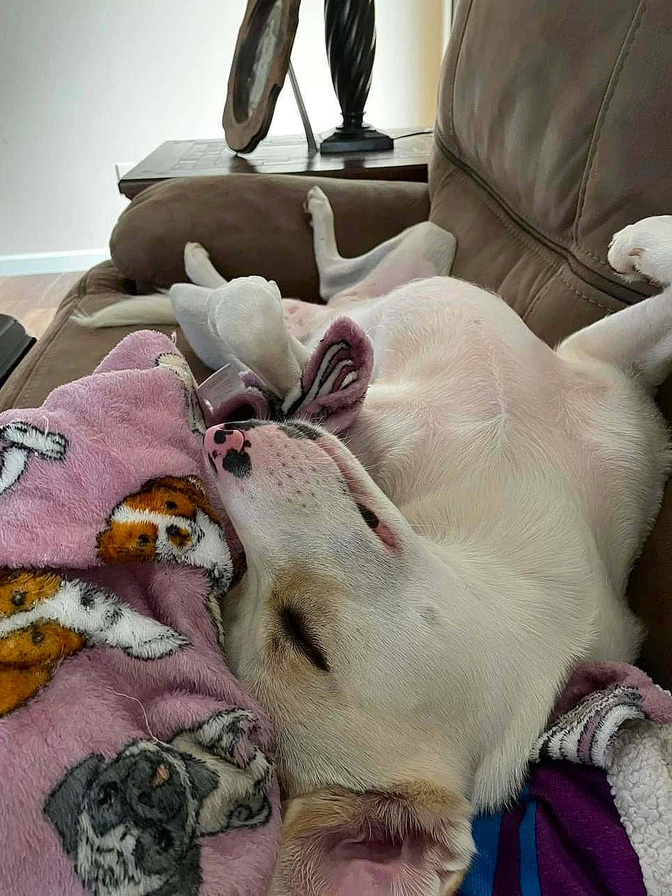 Millie joined the competition — help win amazing prizes! bedding, canidae, carnivore, comfort, companion_dog, couch, dog_breed, fawn, felidae, fur, lamp, linens, paw, room, small_to_medium_sized_cats, snout, sporting_group, stuffed_toy, tail, whiskers