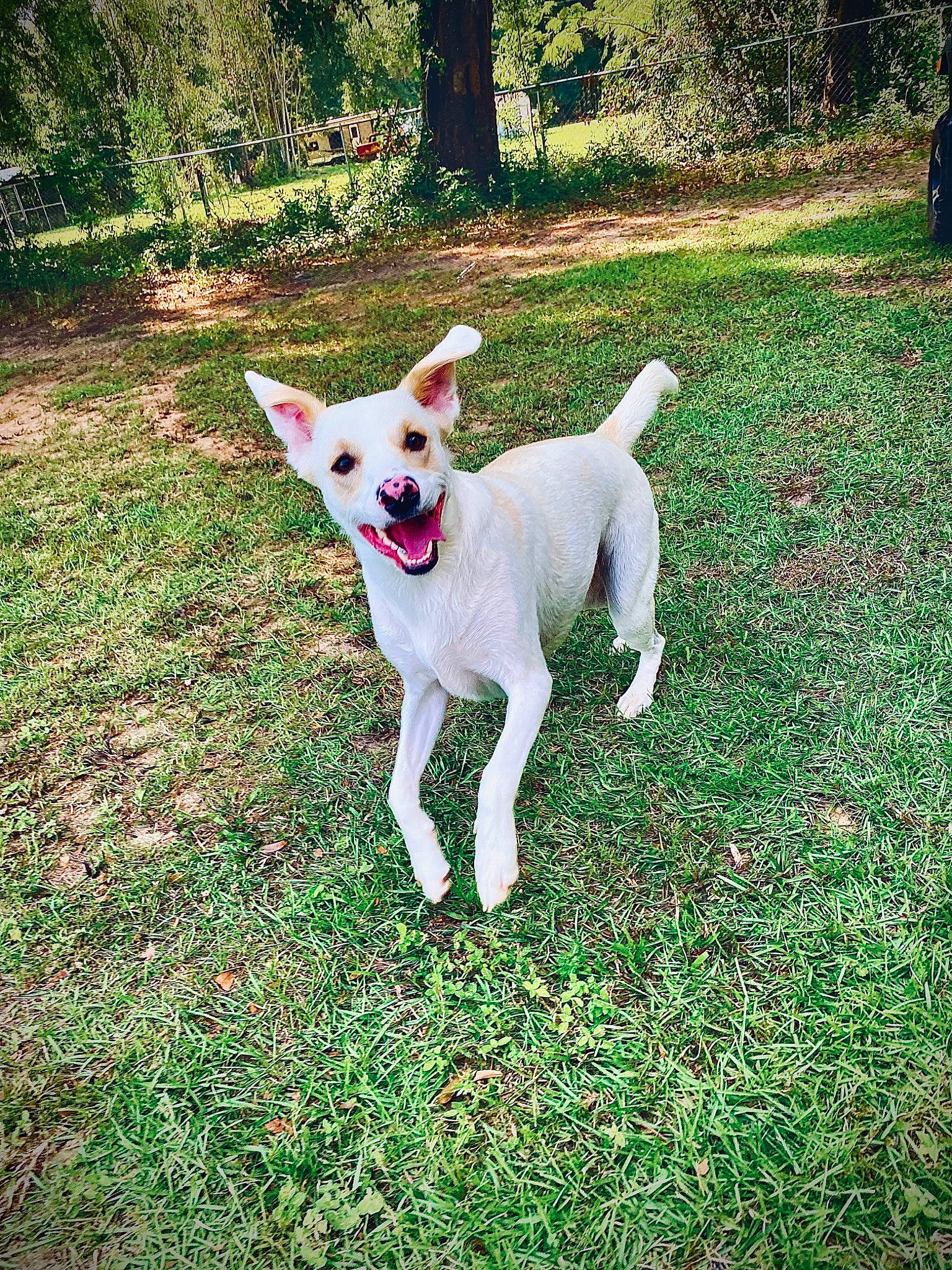 Millie is registered to the contest to win money with this photo: canidae, carnivore, companion_dog, dog, dog_breed, fawn, garden, grass, groundcover, non_sporting_group, plant, shrub, sporting_group, tail, tree, walking, working_animal