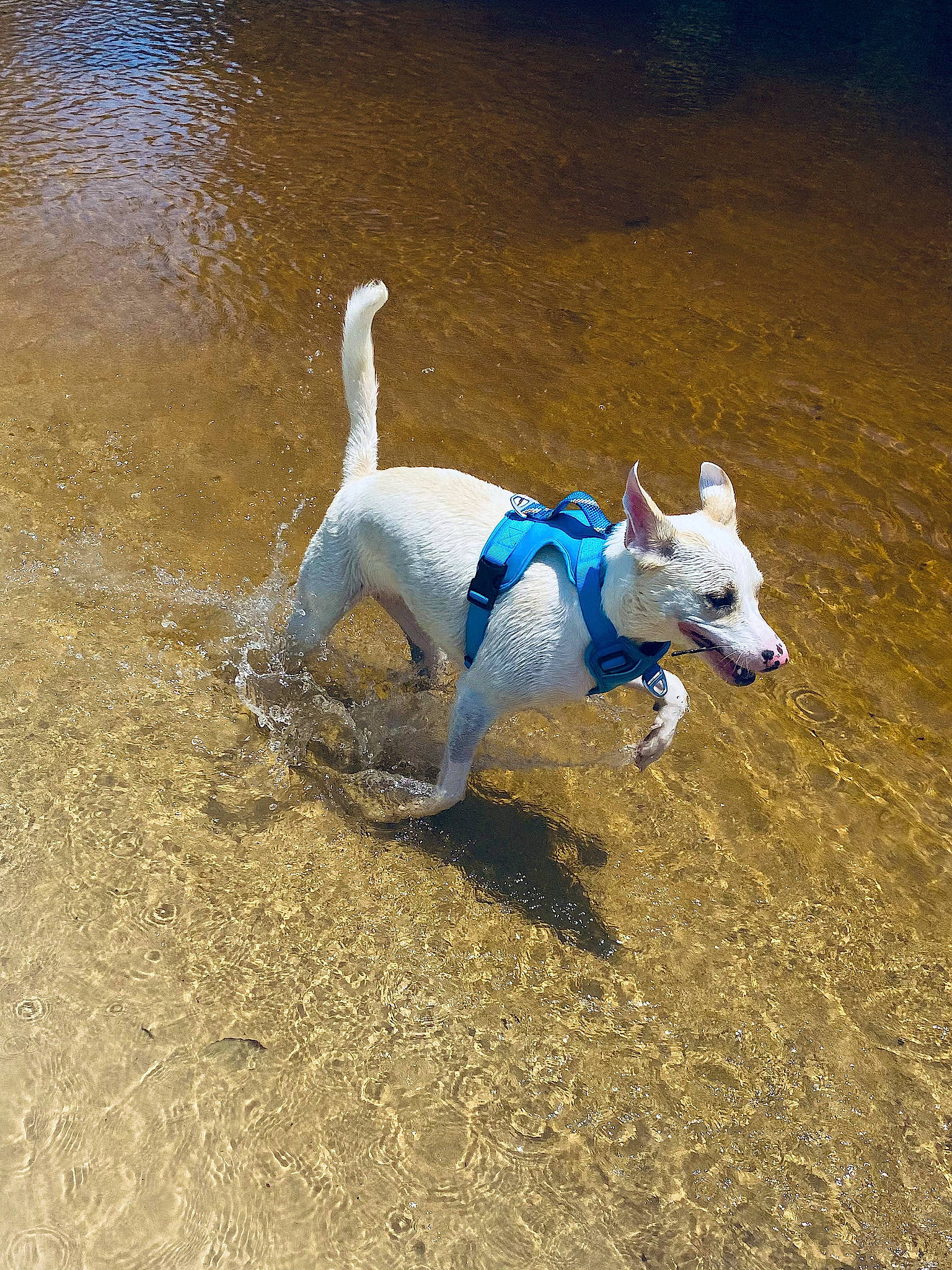 Millie joined the competition — help win amazing prizes! canidae, carnivore, companion_dog, dog, dog_breed, dog_clothes, dog_supply, dog_toy, electric_blue, fawn, lake, non_sporting_group, soil, sporting_group, tail, terrier, toy_dog, water, working_animal