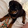 puppy, rottweiler, dog, pet, bed, white_bedspread, toy, rope_toy, animal, cute, lying_down, indoor, young, looking_up, black_and_tan, collar, paw, furry, domestic_animal, companion