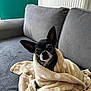 dog, chihuahua, blanket, polka_dot, cozy, wrapped, sofa, couch, indoor, pet, small_dog, black_dog, ears, fur, face, looking, cute, comfort, home, relaxed