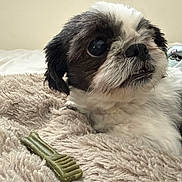 Remy Flores joined the competition — help win amazing prizes! animal, bed, black_and_white, blanket, canine, chew_toy, close_up, companion, cozy, cute, dog, domestic, fluffy, fur, indoor, pet, relaxed, resting, soft_texture, toy