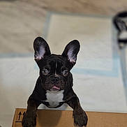 Cora Jean is registered to the contest to win money with this photo: animal, black_coat, cardboard_box, close_up, curious, cute, dog, ears, floor, french_bulldog, front_paws, indoor, looking_up, marble_floor, pet, playful, puppy, tongue, white_chest, young