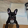 animal, black_coat, cardboard_box, close_up, curious, cute, dog, ears, floor, french_bulldog, front_paws, indoor, looking_up, marble_floor, pet, playful, puppy, tongue, white_chest, young