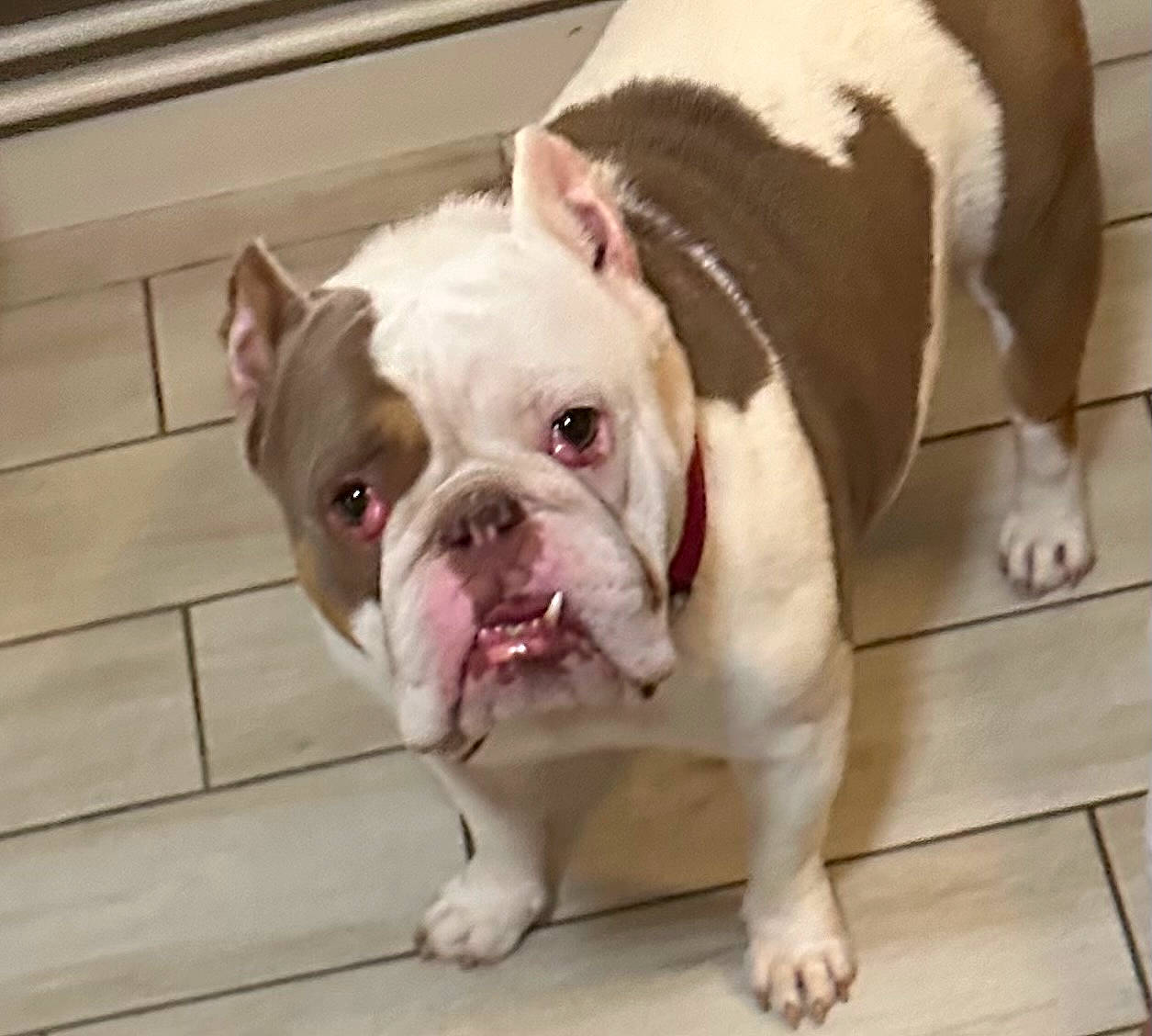 Maguy participe au concours pour gagner de l'argent avec cette photo : bulldog, canidae, carnivore, collar, comfort, companion_dog, dog, dog_breed, dog_collar, fawn, flooring, non_sporting_group, snout, sporting_group, terrestrial_animal, toy, whiskers, white_english_bulldog, working_animal, wrinkle