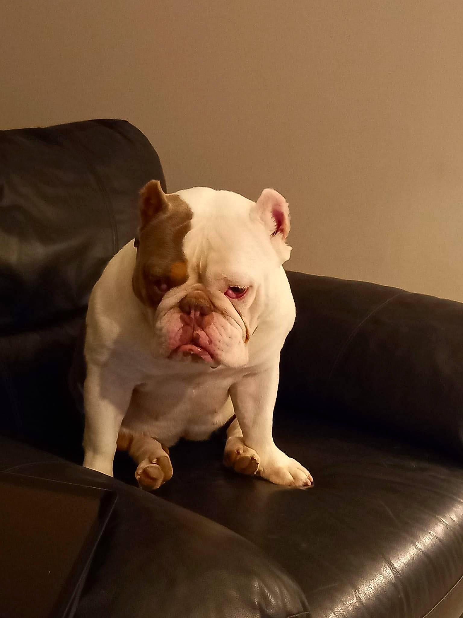 Maguy a rejoint le concours — aidez-le/la à gagner de superbes lots ! bulldog, canidae, carnivore, comfort, companion_dog, couch, dog, dog_breed, fawn, fur, non_sporting_group, old_english_bulldog, snout, sporting_group, terrestrial_animal, toy_dog, whiskers, white_english_bulldog, working_animal, wrinkle