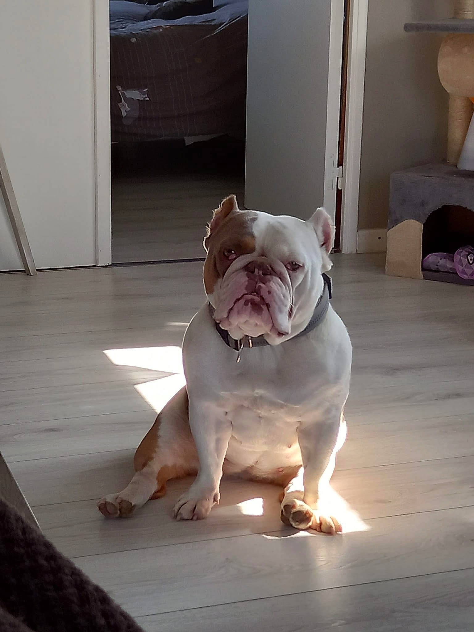 Maguy participe au concours pour gagner de l'argent avec cette photo : bulldog, canidae, carnivore, comfort, companion_dog, dog, dog_breed, fawn, felidae, floor, flooring, hardwood, snout, sporting_group, tail, toy, toy_dog, window, wood, working_animal