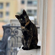 Leloo participe au concours pour gagner de l'argent avec cette photo : cat, tortoiseshell_cat, green_eyes, curious, sitting, head_tilt, ledges, balcony, outdoor, blurred_background, feline, pet, animal, cute, portrait, furry, whiskers, ears, daylight, close_up