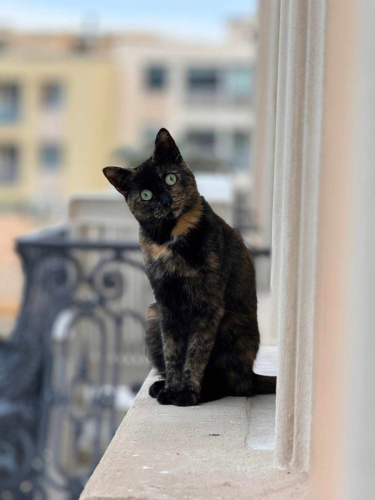 Leloo participe au concours pour gagner de l'argent avec cette photo : cat, tortoiseshell_cat, green_eyes, curious, sitting, head_tilt, ledges, balcony, outdoor, blurred_background, feline, pet, animal, cute, portrait, furry, whiskers, ears, daylight, close_up