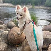 Kem is registered to the contest to win money with this photo: dog, white_dog, small_dog, fluffy, leash, harness, rocks, river, water, outdoor, nature, trees, playful, pet, animal, canine, walking, looking_back, daylight, scenic