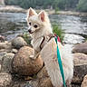 dog, white_dog, small_dog, fluffy, leash, harness, rocks, river, water, outdoor, nature, trees, playful, pet, animal, canine, walking, looking_back, daylight, scenic