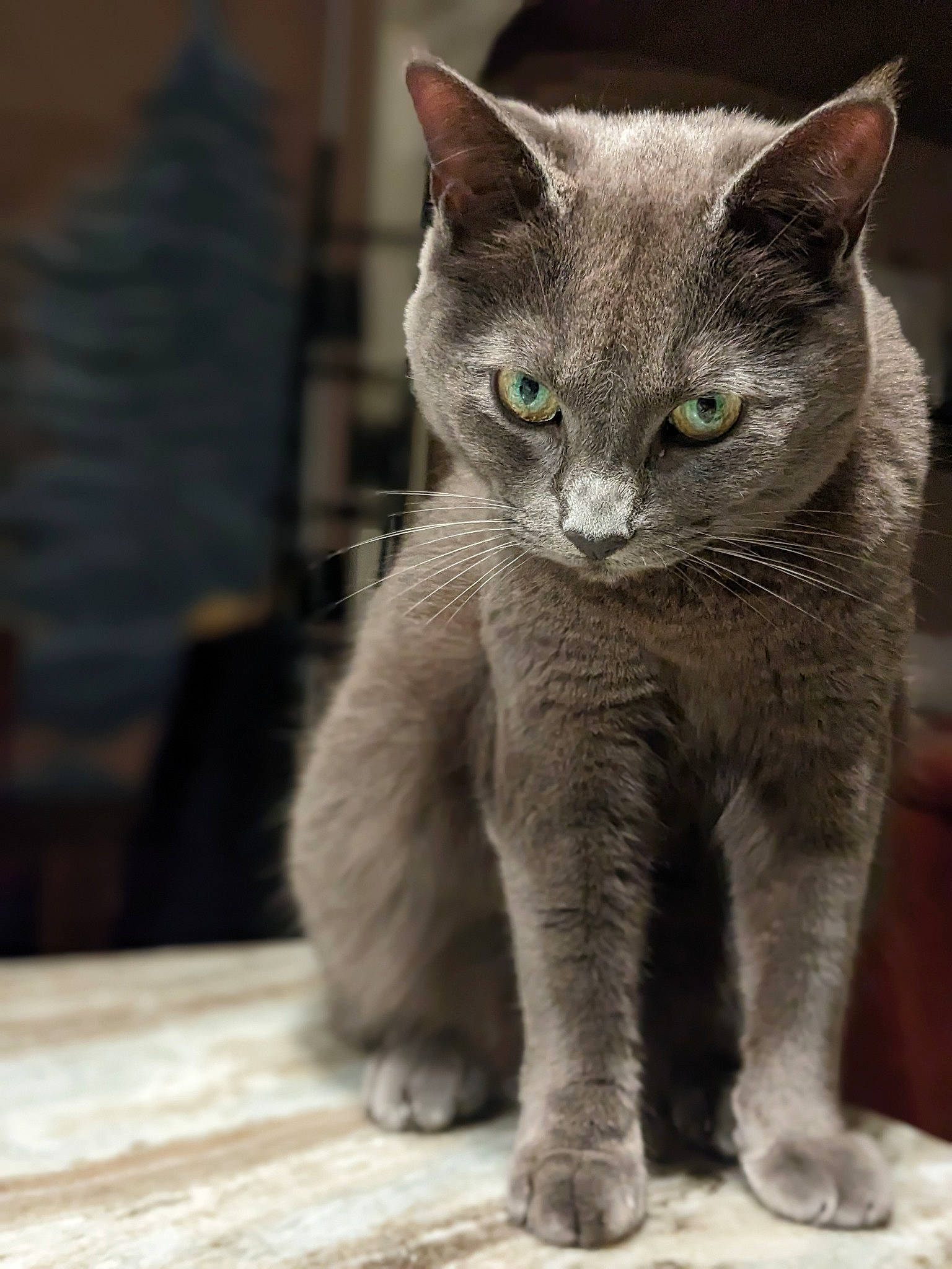 Anastasia joined the competition — help win amazing prizes! carnivore, cat, claw, domestic_short_haired_cat, fawn, felidae, fur, grey, hardwood, paw, russian_blue, small_to_medium_sized_cats, snout, tail, terrestrial_animal, whiskers, wildlife, wood