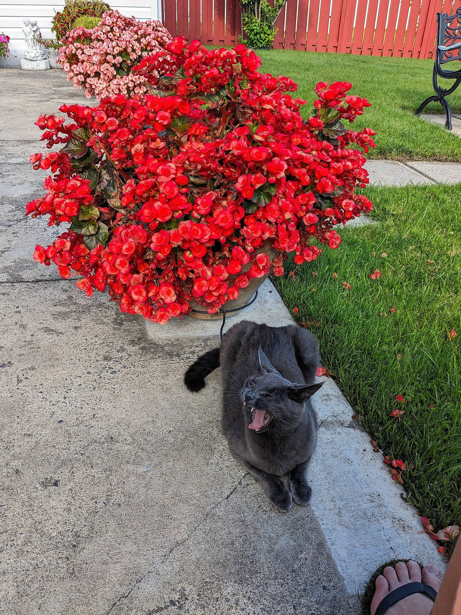 Anastasia joined the competition — help win amazing prizes! annual_plant, asphalt, botany, carmine, flower, flowering_plant, garden, grass, groundcover, herbaceous_plant, landscape, landscaping, petal, plant, red, road_surface, shrub, sidewalk, sporting_group, tail