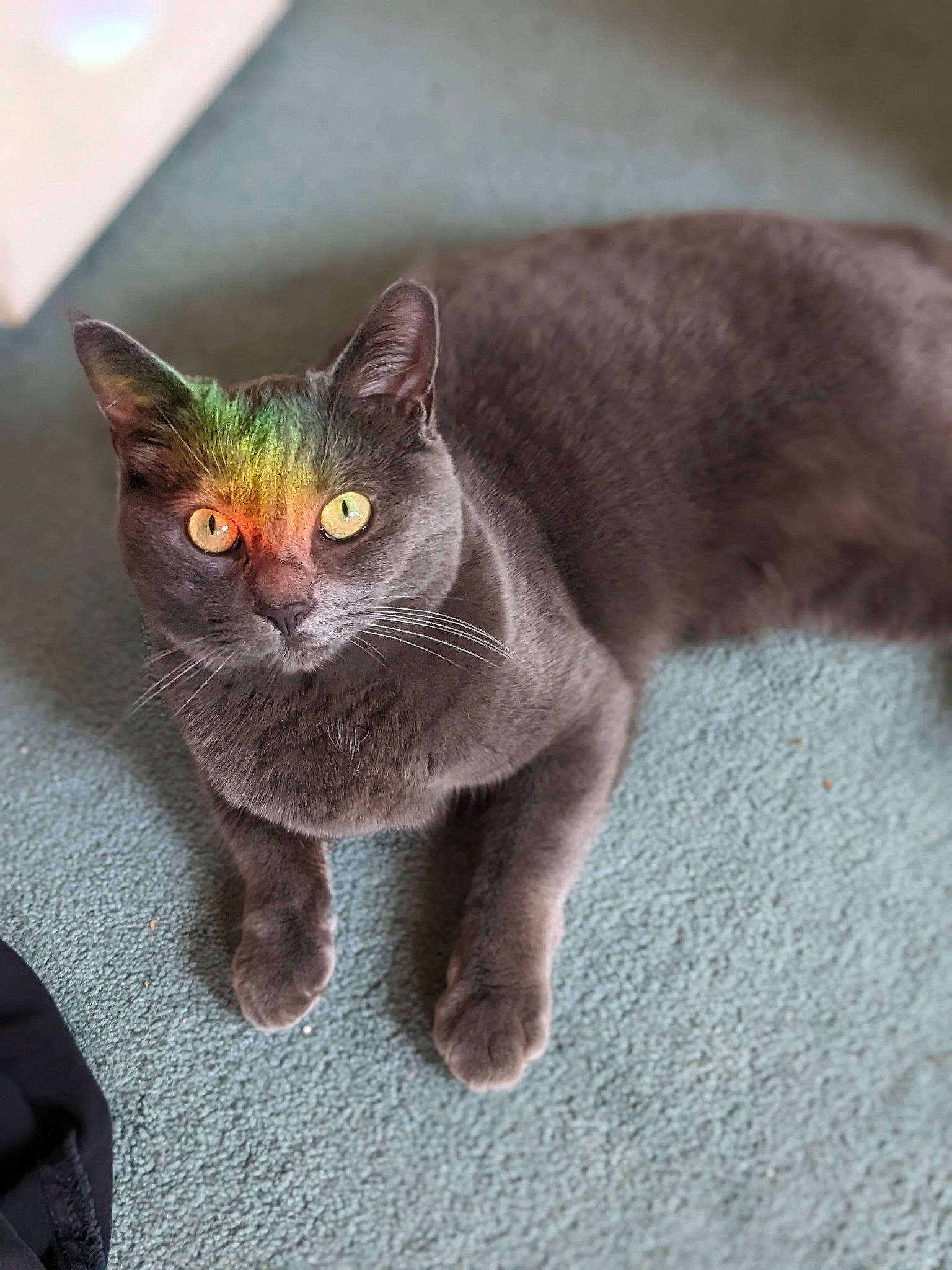 Anastasia joined the competition — help win amazing prizes! carnivore, cat, domestic_short_haired_cat, felidae, fur, grey, plant, russian_blue, small_to_medium_sized_cats, snout, tail, terrestrial_animal, whiskers