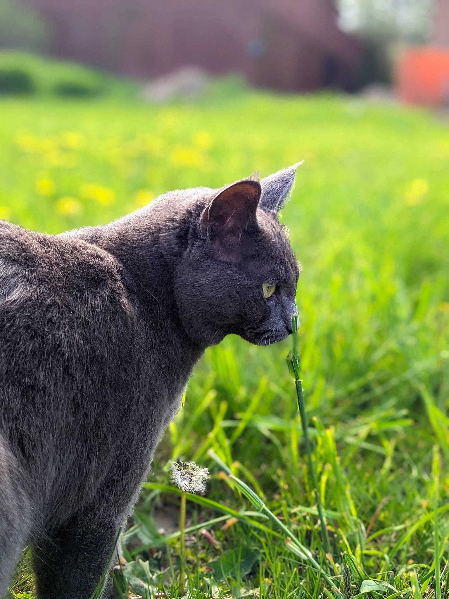 Anastasia joined the competition — help win amazing prizes! art, canidae, carnivore, cat, domestic_short_haired_cat, eye, felidae, fur, grass, grassland, groundcover, natural_landscape, pasture, plant, prairie, small_to_medium_sized_cats, tail, terrestrial_animal, whiskers, working_animal