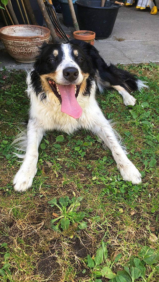 Isia a rejoint le concours — aidez-le/la à gagner de superbes lots ! australian_collie, australian_shepherd, border_collie, canidae, carnivore, companion_dog, dog, dog_breed, english_shepherd, herding_dog, mammal, miniature_australian_shepherd, rare_breed_dog, sporting_group, stabyhoun, tornjak, vertebrate, welsh_sheepdog, working_dog