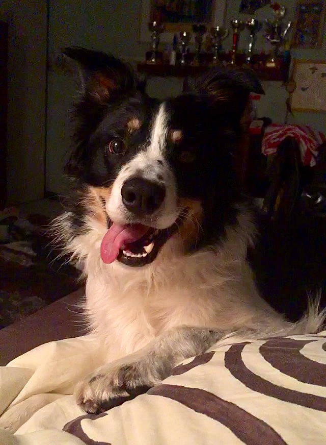 Isia participe au concours pour gagner de l'argent avec cette photo : australian_collie, australian_shepherd, border_collie, canidae, carnivore, companion_dog, dog, dog_breed, herding_dog, mammal, papillon, phalene, rare_breed_dog, snout, sporting_group, vertebrate, welsh_sheepdog, whiskers, working_dog