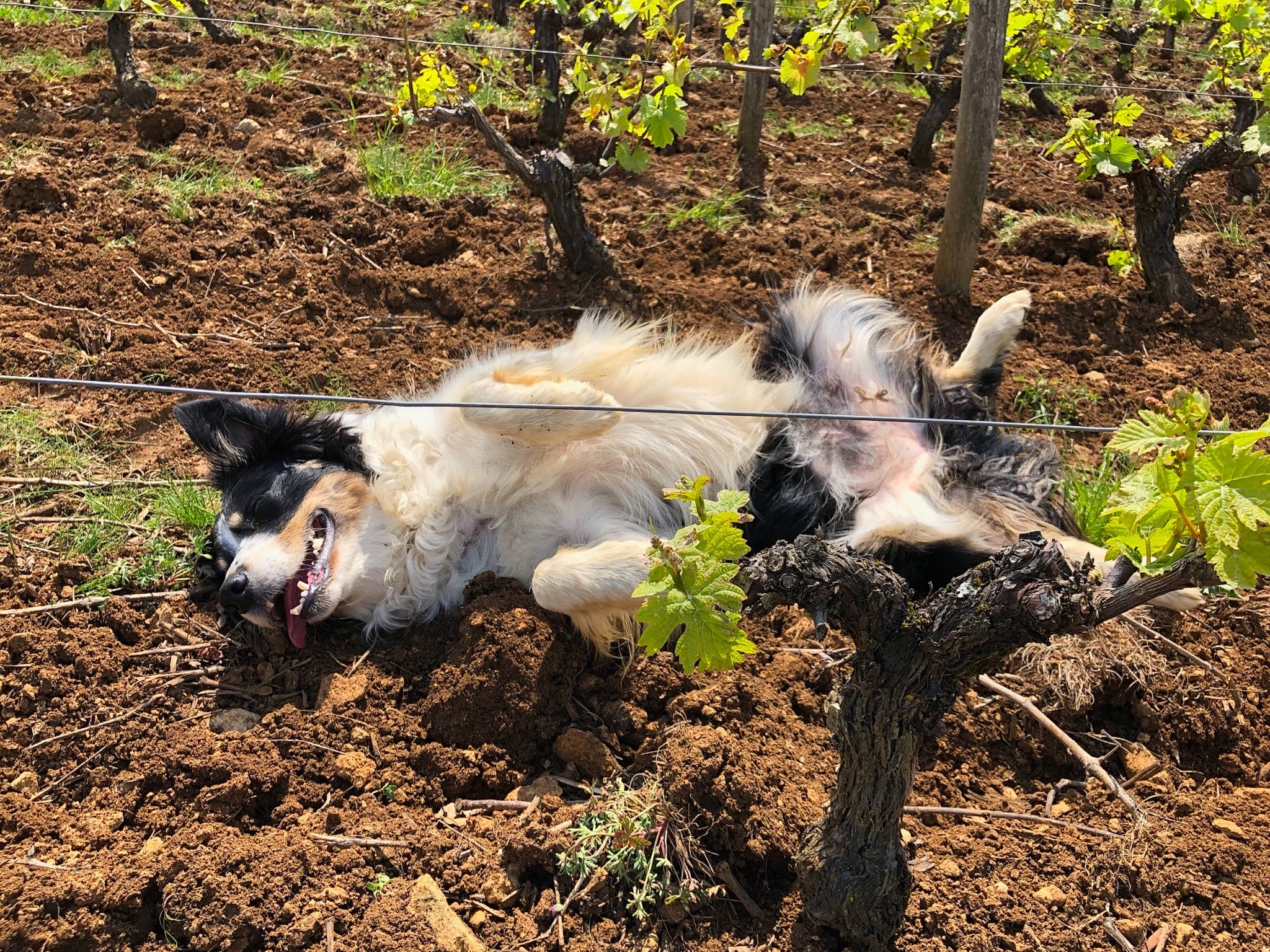 Isia participe au concours pour gagner de l'argent avec cette photo : canidae, carnivore, dog, plant, soil, tree