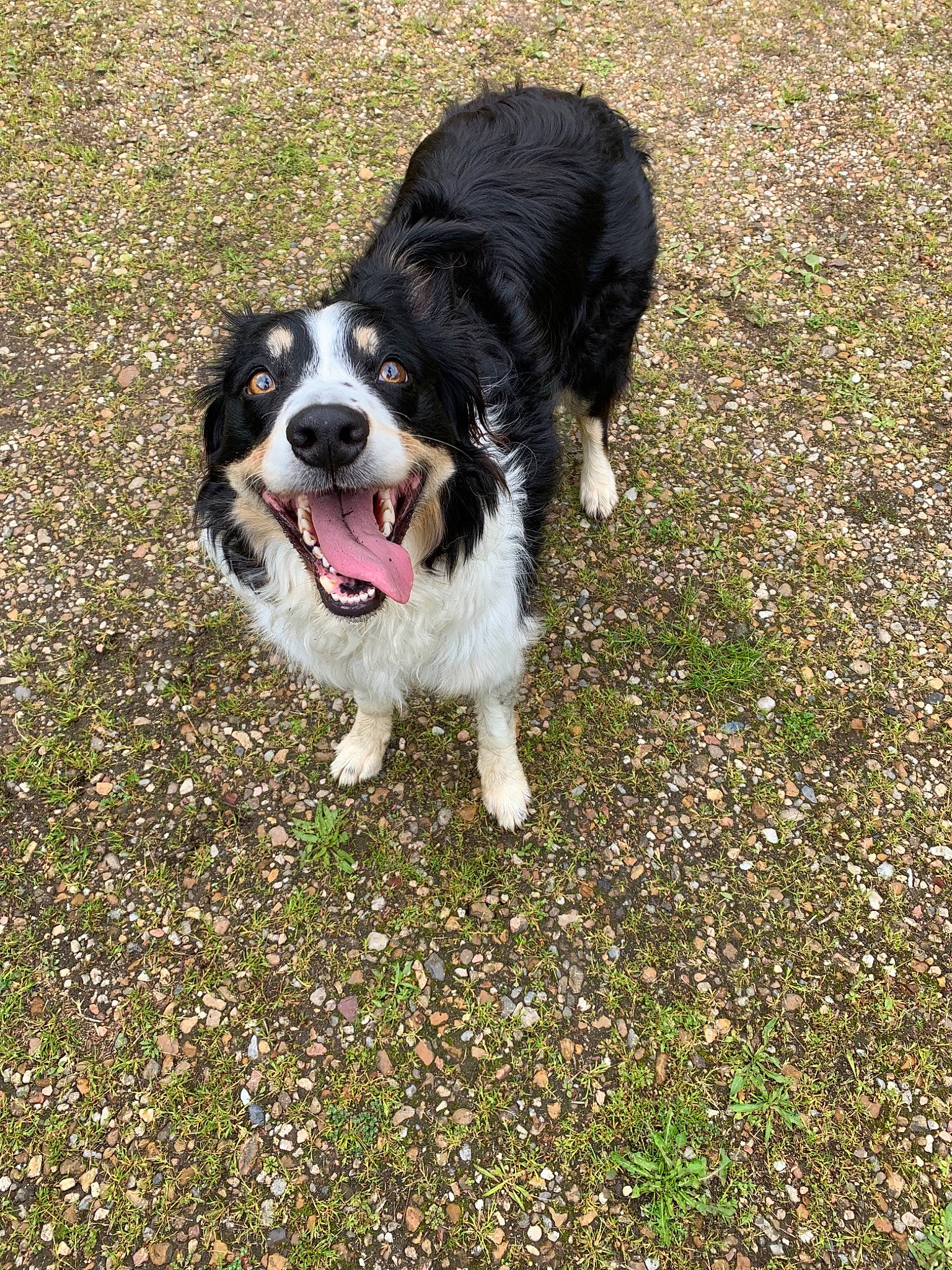 Isia participe au concours pour gagner de l'argent avec cette photo : australian_collie, australian_shepherd, bernese_mountain_dog, border_collie, canidae, carnivore, companion_dog, dog, dog_breed, english_shepherd, herding_dog, mammal, rare_breed_dog, snout, sporting_group, stabyhoun, vertebrate, welsh_sheepdog, working_dog