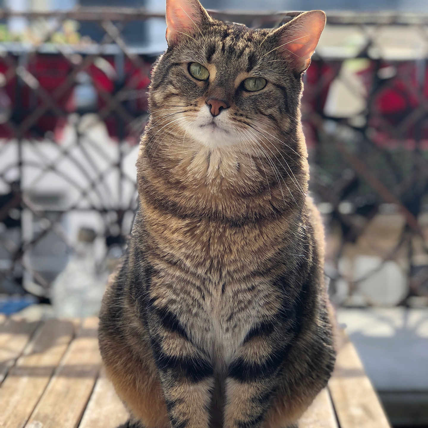 Griffith participe au concours pour gagner de l'argent avec cette photo : abyssinian, animal, architecture, bench, building, cat, deck, furniture, handrail, hardwood, house, housing, kitten, manx, pet, plywood, porch, water, waterfront, wood