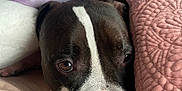 Chance joined the competition — help win amazing prizes! animal, beagle, blanket, boxer, bulldog, canine, couch, cushion, dog, furniture, homedecor, hound, indoors, labradorretriever, pet, pillow, pitbull, pointer, puppy, snout