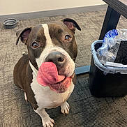 Chance joined the competition — help win amazing prizes! accessories, animal, architecture, bag, bodypart, building, bulldog, canine, dog, handbag, indoors, interiordesign, mouth, outdoors, person, pet, pitbull, plant, puppy, shelter
