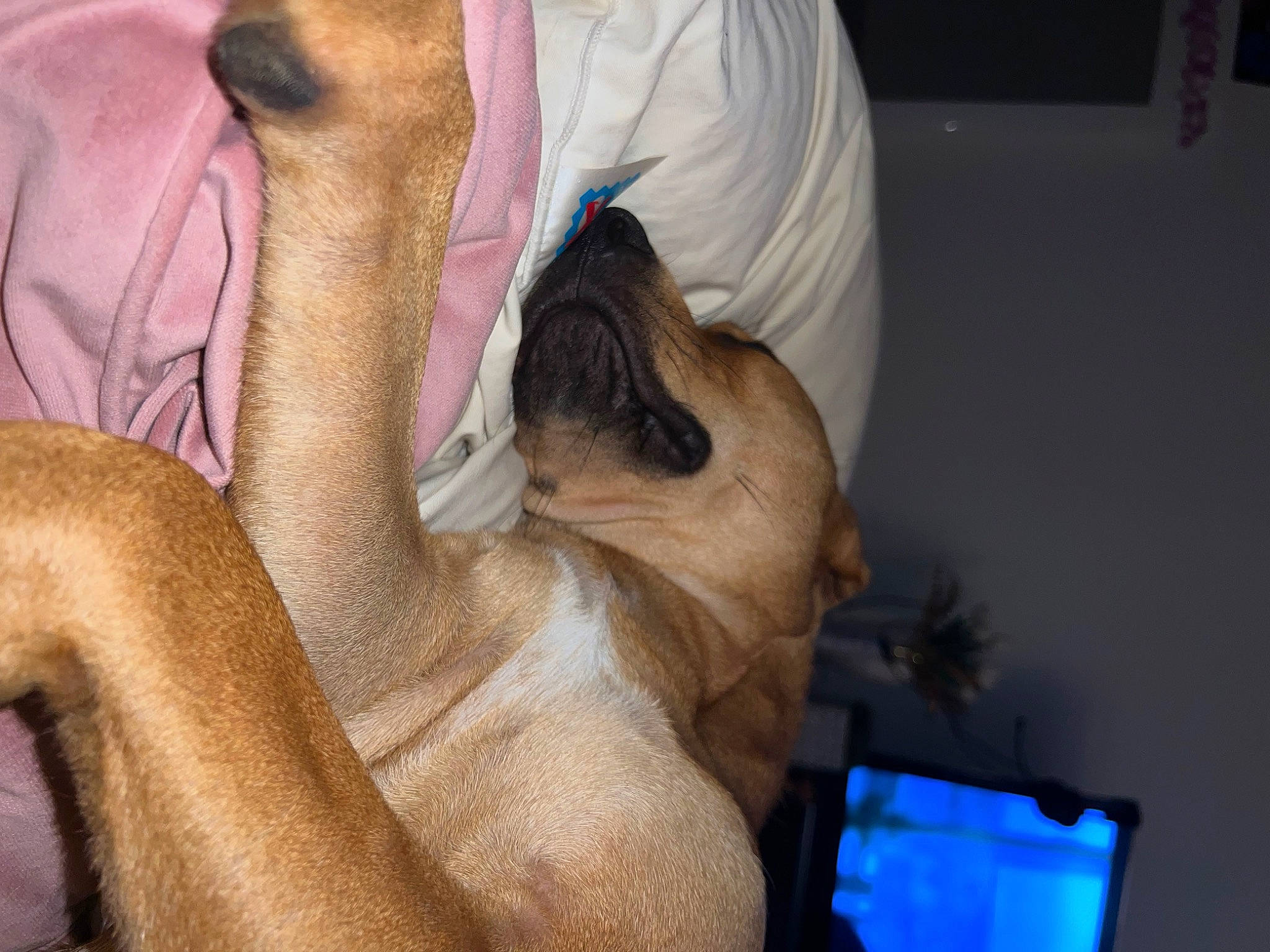 Titan participe au concours pour gagner de l'argent avec cette photo : canidae, carnivore, comfort, companion_dog, dog, dog_breed, ear, elbow, fawn, felidae, foot, fur, gesture, human_leg, mammal, paw, television, toy_dog, whiskers, wrinkle