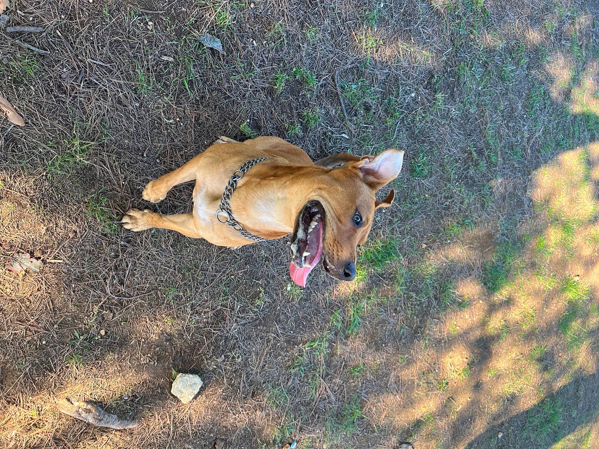 Titan a rejoint le concours — aidez-le/la à gagner de superbes lots ! adventure, canidae, carnivore, companion_dog, dog, dog_breed, fawn, grass, human_leg, hunting_dog, landscape, non_sporting_group, people_in_nature, plant, snout, soil, sporting_group, tail, terrestrial_animal, wildlife