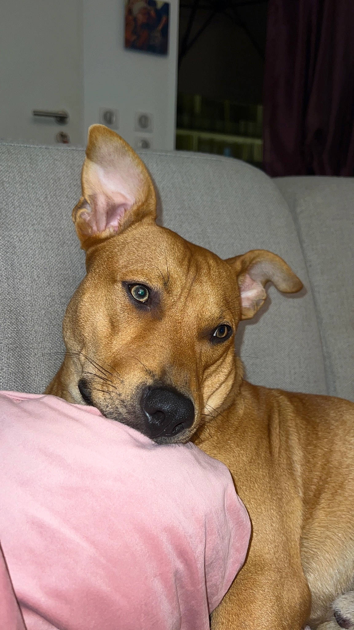 Titan a rejoint le concours — aidez-le/la à gagner de superbes lots ! canidae, carnivore, comfort, companion_dog, dog, dog_breed, dog_supply, ear, fawn, fur, non_sporting_group, sighthound, snout, sporting_group, terrestrial_animal, toy_dog, whiskers, wood, working_animal