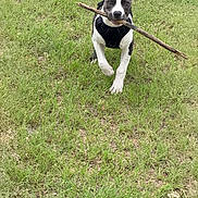 Bandy is registered to the contest to win money with this photo: puppy, dog, grass, stick, outdoor, pet, animal, harness, playful, cute, running, nature, young_dog, canine, field, summer, active, happy, fun, leash