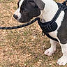 Bandy is registered to the contest to win money with this photo: puppy, dog, black_and_white, harness, leash, grass, dirt, outdoor, pet, animal, canine, young, side_view, cute, fur, ears, snout, paws, nature, walking
