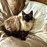 Lola is registered to the contest to win money with this photo: cat, cats, siamese_cat, feline, pet, animal, fluffy, fur, blue_eyes, indoor, bed, bedding, pillow, cushion, home, cozy, resting, lying_down, portrait, silky_fabric