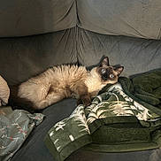 Lola joined the competition — help win amazing prizes! cat, siamese_cat, fluffy, blue_eyes, pet, animal, lying_down, lounging, couch, sofa, blanket, pillow, indoors, home, cozy, portrait, fur, brown, cream, relaxed