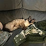 cat, siamese_cat, fluffy, blue_eyes, pet, animal, lying_down, lounging, couch, sofa, blanket, pillow, indoors, home, cozy, portrait, fur, brown, cream, relaxed