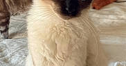 Lola is registered to the contest to win money with this photo: cat, siamese_cat, blue_eyes, pet, feline, sitting, bed, bedroom, indoors, portrait, fur, cream_fur, dark_face, pointed_ears, whiskers, paws, upright_posture, home, cushion, photography